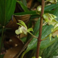 Eulophia pulchra (Thouars) Lindl.